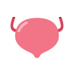 Bladder